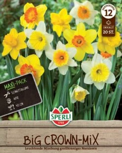 Großkronige Narzissen Mischung (20 Stück) | Narzissenzwiebeln Von Sperli