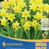 Mega-Pack Steingarten Narzisse Tête à Tête (17 Stück) | Narzissenzwiebeln Von Kiepenkerl -Compo || Elho || Pegasus Verkäufe 533504 Mega Pack Steingarten Narzisse T te a T te 17 Stueck 509009 0