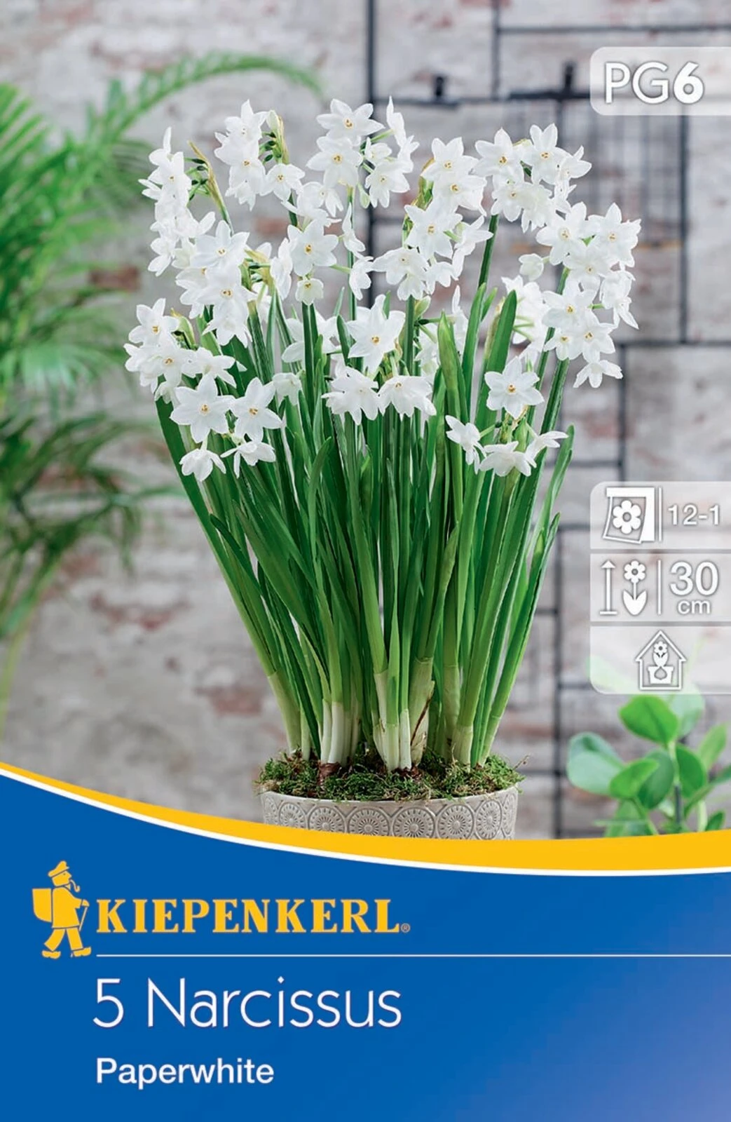 Narzisse Paperwhite (5 Stück) | Narzissenzwiebeln Von Kiepenkerl 4 Narzisse Paperwhite (5 Stück) | Narzissenzwiebeln Von Kiepenkerl – Bild 2