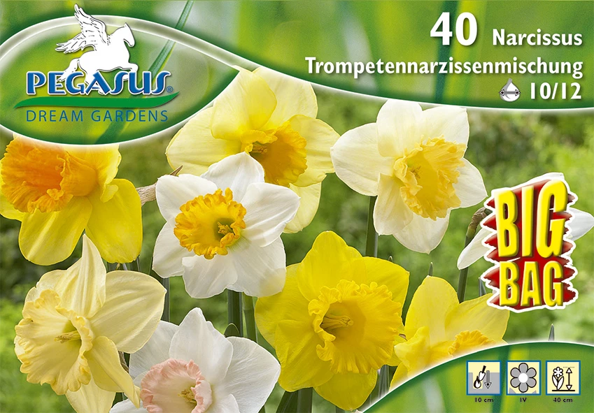 Trompetennarzisse Mischung (35 Stück) | Narzissenzwiebeln Von Pegasus 4 Trompetennarzisse Mischung (35 Stück) | Narzissenzwiebeln Von Pegasus – Bild 2