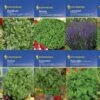Kräuter - Saat - Sortiment Mit 10 Sorten | Kräutersamen-Sets Von Kiepenkerl 2 Kräuter - Saat - Sortiment Mit 10 Sorten | Kräutersamen-Sets Von Kiepenkerl -Compo || Elho || Pegasus Verkäufe 536769 Saat Sortiment Kraeuter 10 Sorten von Kiepe