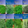 Kräuter-Saat-Sortiment Mit 8 Sorten | Kräutersamen Von Kiepenkerl -Compo || Elho || Pegasus Verkäufe 536784 Saat Sortiment Kraeuter 8 Sorten von Kiepen
