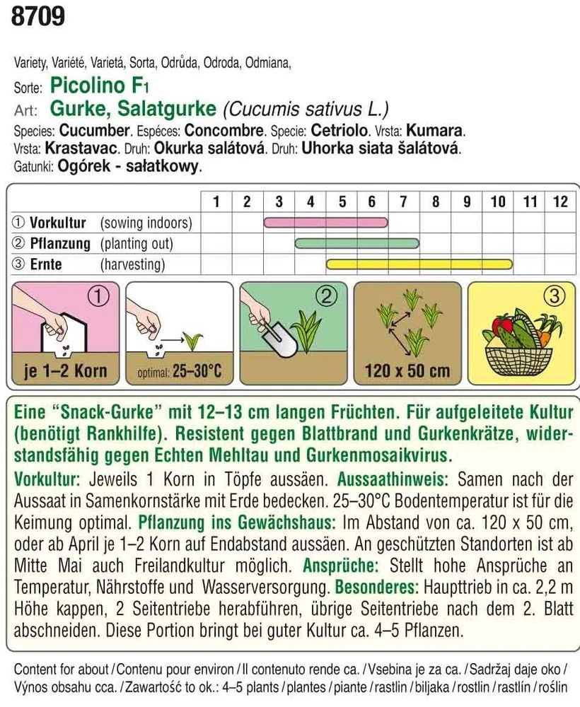 Minigurke Picolino F1 | Minigurkensamen Von Austrosaat 4 Minigurke Picolino F1 | Minigurkensamen Von Austrosaat – Bild 2