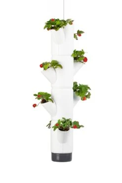Sissi Strawberry Erdbeerturm Hanging Weiß (4 Etagen) | Erdbeertürme Von Gusta Garden 9 Sissi Strawberry Erdbeerturm Hanging Weiß (4 Etagen) | Erdbeertürme Von Gusta Garden -Compo || Elho || Pegasus Verkäufe 543597 Sissi Strawberry Hanging weiss 4 Etagen
