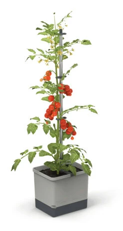 Tom Tomato Tomatentopf Hellgrau | Tomatentöpfe Von Gusta Garden 19 Tom Tomato Tomatentopf Hellgrau | Tomatentöpfe Von Gusta Garden -Compo || Elho || Pegasus Verkäufe 547957 Tom Tomato Hellgrau