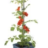 Tom Tomato Tomatentopf Blau | Tomatentöpfe Von Gusta Garden 2 Tom Tomato Tomatentopf Blau | Tomatentöpfe Von Gusta Garden -Compo || Elho || Pegasus Verkäufe 547959 Tom Tomato Blau