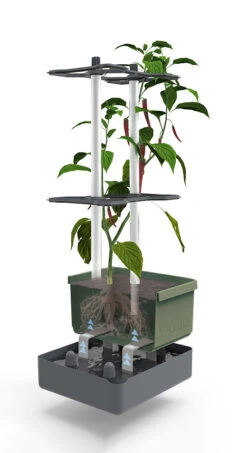 Charly Chili Chilitopf Dunkelgrün | Chilitöpfe Von Gusta Garden -Compo || Elho || Pegasus Verkäufe 548627 Charly Chili Chilitopf dunkelgruen 103710 gg 2