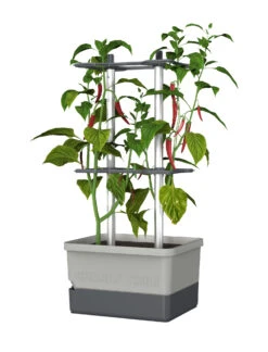 Charly Chili Chilitopf Hellgrau | Chilitöpfe Von Gusta Garden -Compo || Elho || Pegasus Verkäufe 548628 Charly Chili Chilitopf hellgrau 100710 gg 0