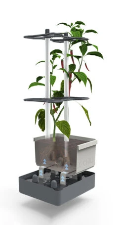 Charly Chili Chilitopf Hellgrau | Chilitöpfe Von Gusta Garden -Compo || Elho || Pegasus Verkäufe 548628 Charly Chili Chilitopf hellgrau 100710 gg 2