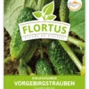 Einlegegurke Vorgebirgstrauben (100 Stück) | Einlegegurkensamen Von FLORTUS 1 Einlegegurke Vorgebirgstrauben (100 Stück) | Einlegegurkensamen Von FLORTUS -Compo || Elho || Pegasus Verkäufe 549867 Einlegegurke Vorgebirgstrauben 100 Stueck 2000 0484 100x 1