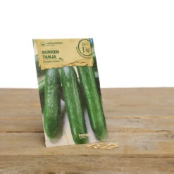 Gewächshaus Set Albert Pflanzfein | BIO Gemüsesamen-Sets Von Samen Maier -Compo || Elho || Pegasus Verkäufe 550509 BIO Gewaechshaus Set Albert Pflanzfein A08 sm 4