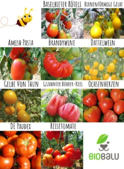 Tomatensamen 10 Alte Sorten Set | BIO Gemüsesamen-Sets Von Biobalu -Compo || Elho || Pegasus Verkäufe 550612 BIO Tomatensamen 10 Alte Sorten Set BB1006 3