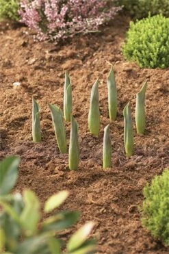 Blumenzwiebel Korb | Gartenzubehör Von Garland 8 Blumenzwiebel Korb | Gartenzubehör Von Garland -Compo || Elho || Pegasus Verkäufe 558874 23 cm Blumenzwiebel Korb Klein 3 Stueck W0470 gl 2