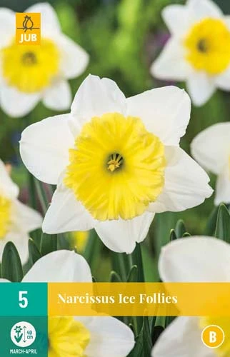 Narzisse Ice Follies (5 Stück) | Narzissenzwiebeln Von Jub Holland 3 Narzisse Ice Follies (5 Stück) | Narzissenzwiebeln Von Jub Holland