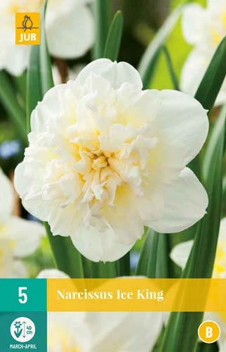 Narzisse Ice King (5 Stück) | Narzissenzwiebeln Von Jub Holland 3 Narzisse Ice King (5 Stück) | Narzissenzwiebeln Von Jub Holland