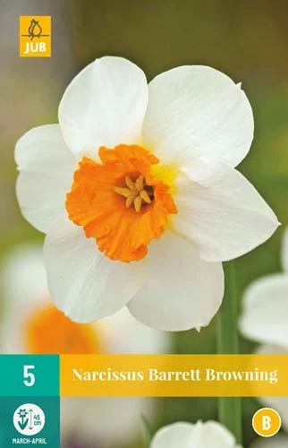 Narzisse Barrett Browning (5 Stück) | Narzissenzwiebeln Von Jub Holland 3 Narzisse Barrett Browning (5 Stück) | Narzissenzwiebeln Von Jub Holland