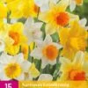 Narzisse Grootkronig Mix (15 Stück) | Narzissenzwiebeln Von Jub Holland 2 Narzisse Grootkronig Mix (15 Stück) | Narzissenzwiebeln Von Jub Holland -Compo || Elho || Pegasus Verkäufe 559988 Narzisse Grootkronig Mix 15 Stueck 322990 jb 0