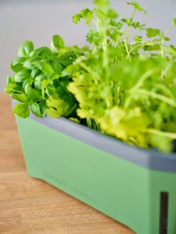 HARRY HERBS Kräutertopf Dunkelgrün | Kräutertöpfe Von Gusta Garden -Compo || Elho || Pegasus Verkäufe 560338 HARRY HERBS dunkelgruen 103B10 gg 3