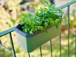 HARRY HERBS Kräutertopf Dunkelgrün | Kräutertöpfe Von Gusta Garden -Compo || Elho || Pegasus Verkäufe 560338 HARRY HERBS dunkelgruen 103B10 gg 7