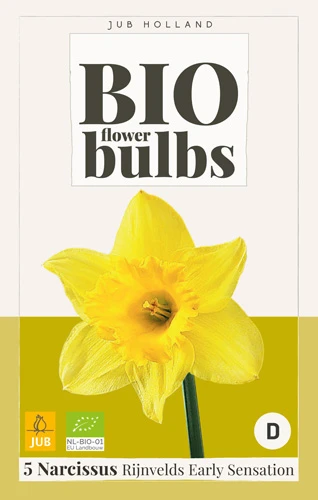 Narzisse Rijnvelds Early Sensation (5 Stück) | BIO Narzissenzwiebeln Von Jub Holland 3 Narzisse Rijnvelds Early Sensation (5 Stück) | BIO Narzissenzwiebeln Von Jub Holland