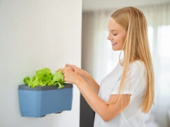 HARRY HERBS &amp; FLORTUS Kräuter Set | Anzuchtsets Von FLORTUS -Compo || Elho || Pegasus Verkäufe 562699 HARRY HERBS und FLORTUS Kraeuter Set 2000 2387 blau 4