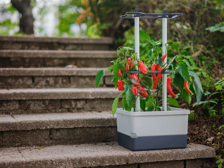 Compo || Elho || Pegasus Verkäufe -Compo || Elho || Pegasus Verkäufe 548628 Charly Chili Chilitopf hellgrau 100710 gg 1 768x576 1